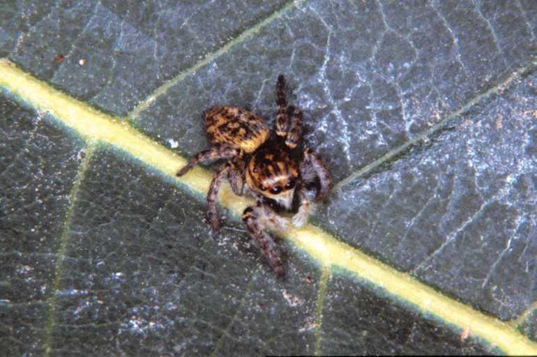 Carrhotus_xanthogramma_P1141_Z_85_Les Gris_Frankrijk.jpg